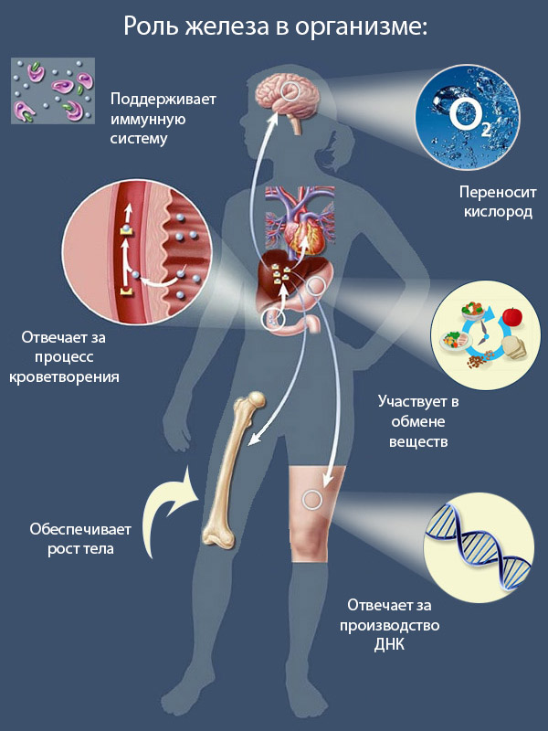 Зачем организму железо