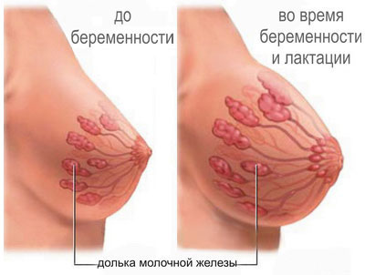изменения в груди во время беременности и лактации