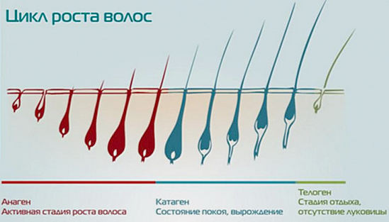 цикл роста волос