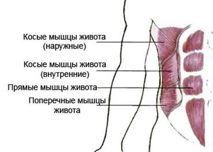 Мышцы живота