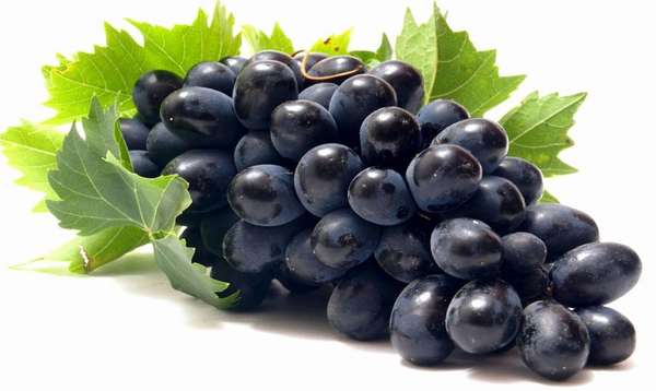 Сорт черного винограда