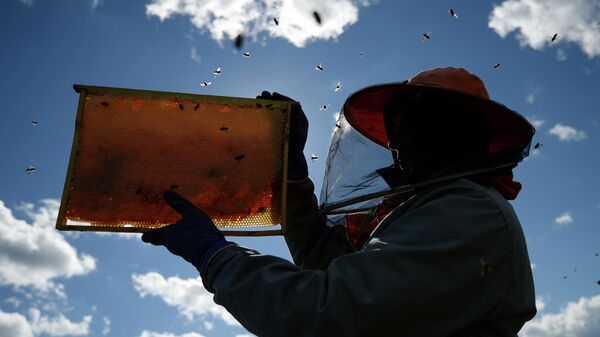 Пчеловод собирает мед на пасеке