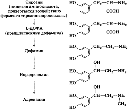 дофамин конвертируется в норадреналин