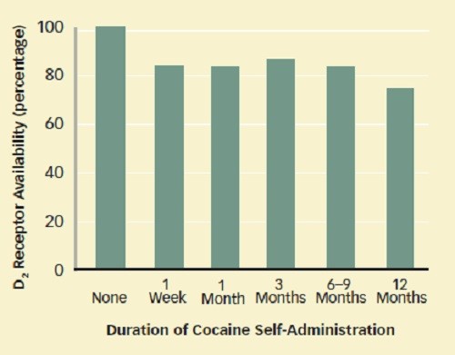 кокаин и рецепторы