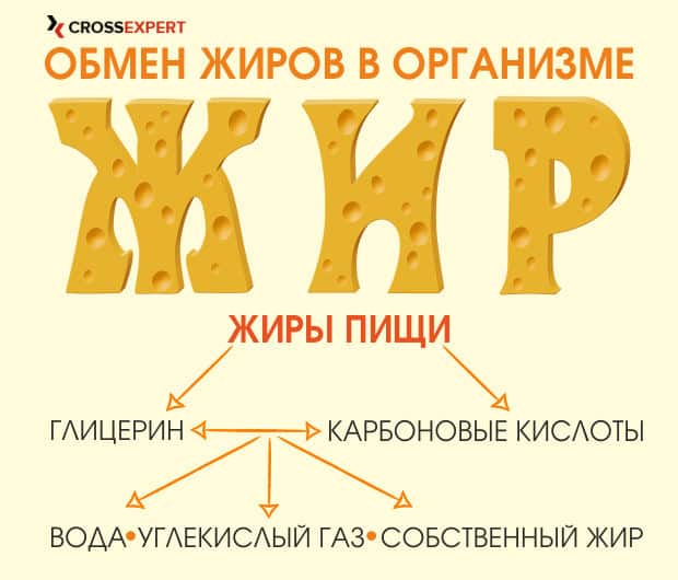 обмен жиров в организме