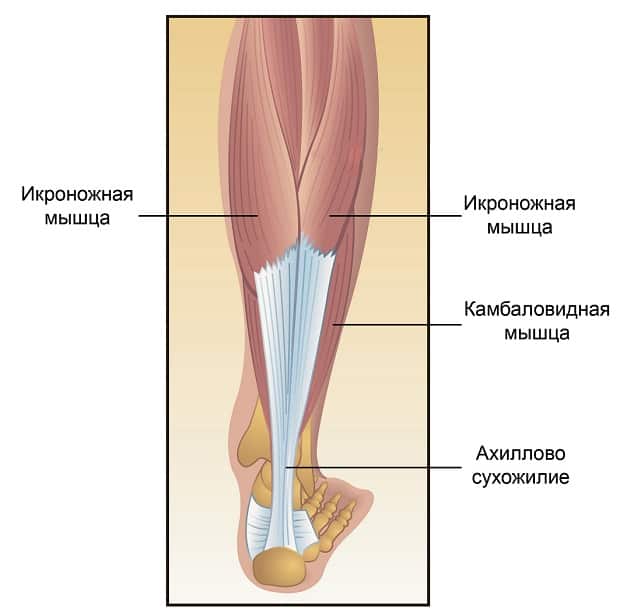 Анатомическое строение голени