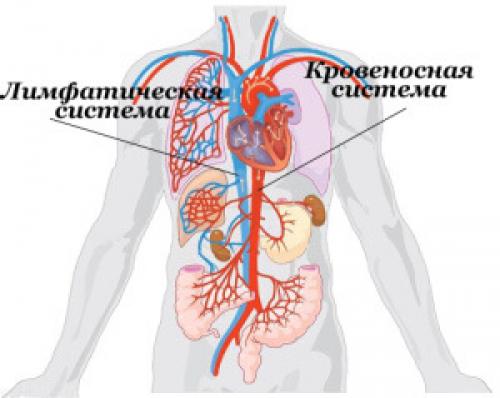 Лимфодренажная диета по норману. Стимуляция лимфатической системы