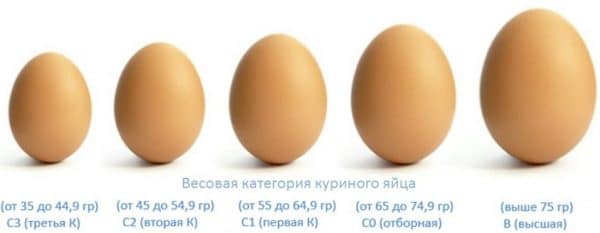 Вес яйца в граммах по категориям
