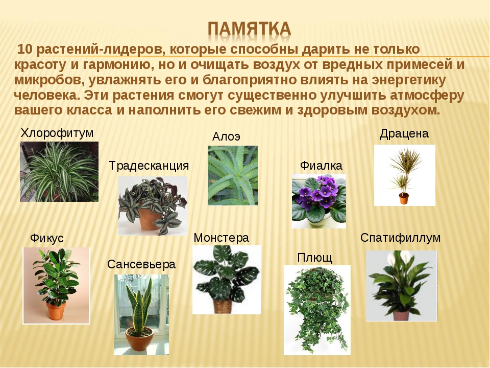 Домашние цветы опасные для людей. Название домашних растений. Полезные комнатные растения. Полезные комнатные растения названия. Полезные комнатныемцветы.
