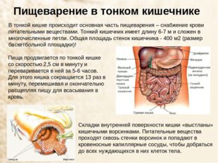 Пищеварение в тонком кишечнике В тонкой кишке происходит основная часть пищев