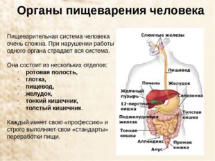 Органы пищеварения человека Пищеварительная система человека очень сложна. Пр