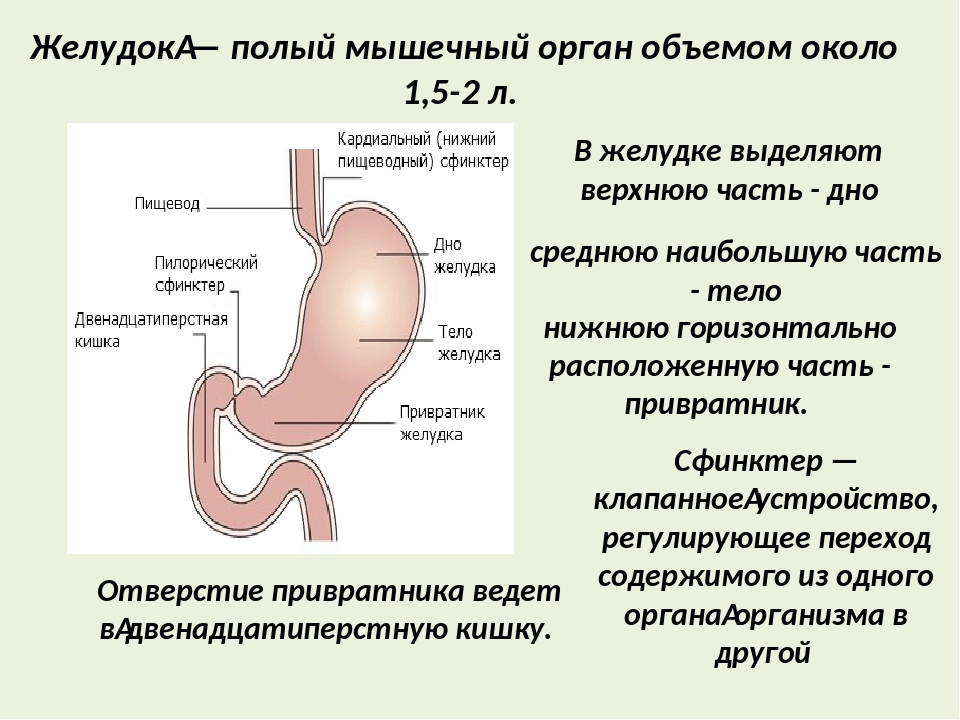 Какие отделы выделяют в желудке. Кардиальный сфинктер желудка. Пилорический сфинктер желудка функции. Строение желудка привратник. Строение желудка сфинктеры.