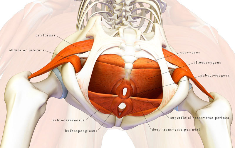 Лучшее упражнение для укрепления мышц тазового дна для мужчин и женщин