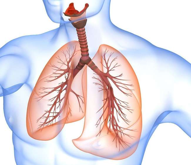 Польза от эллипсоидя для дыхательной системы