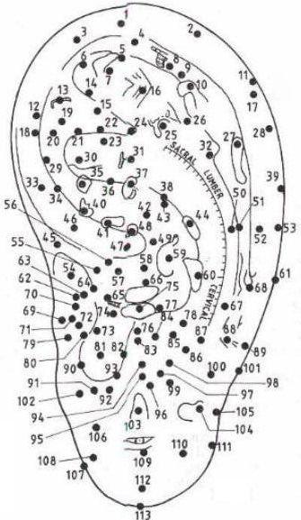 Точки органов на ухе