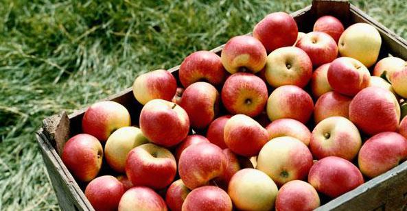 Калорийность яблок разных сортов и печеных яблок