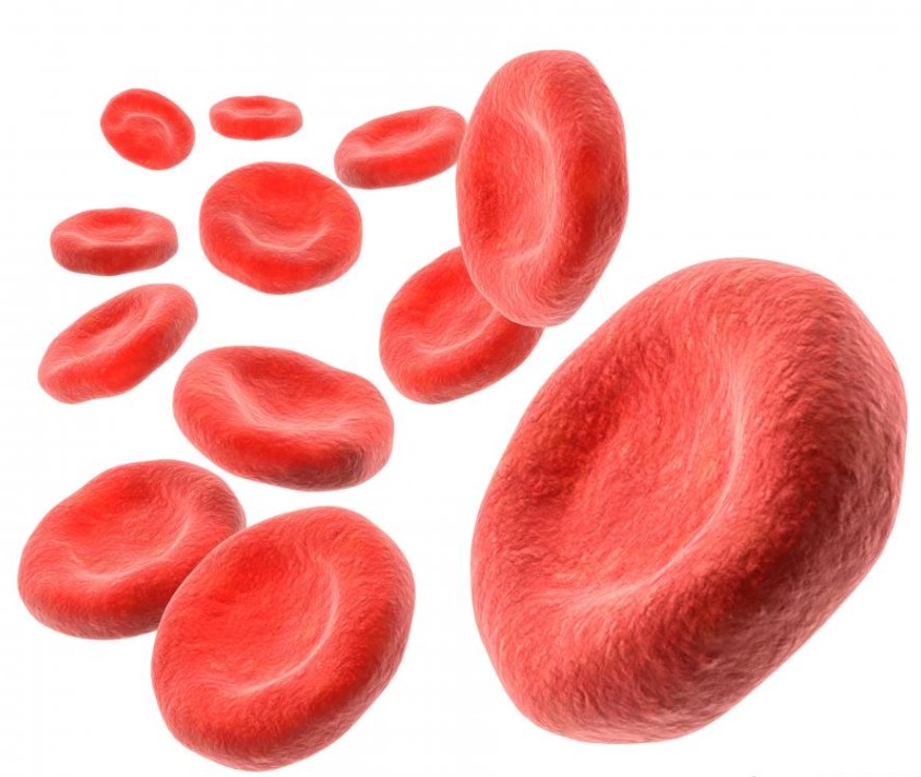 Важные клетки крови
