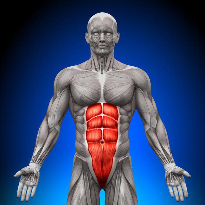 Мышцы живота анатомия