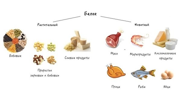 Источники белка