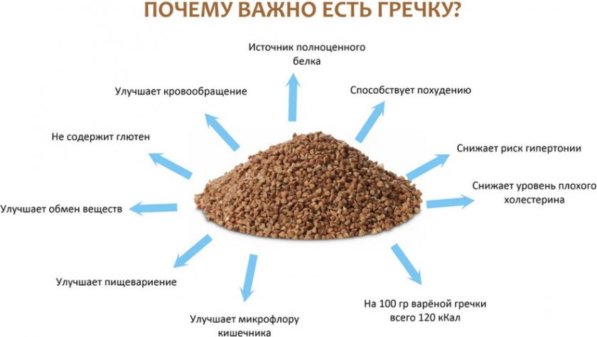 Польза гречки