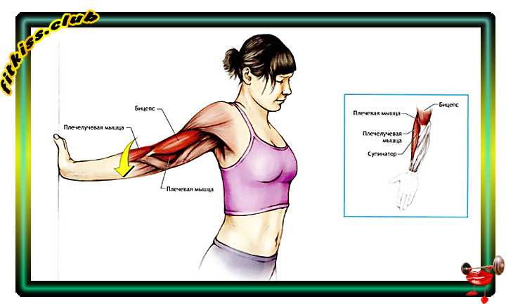 uprazhneniia-dlia-rastiazhki-bitcepsa-min