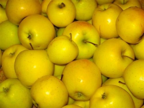 Яблоко Голден калорийность 1 шт. Сколько калорий в яблоках сорта Голден
