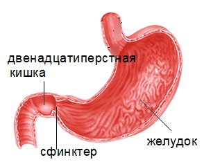 Место расположения 12-перстной кишки