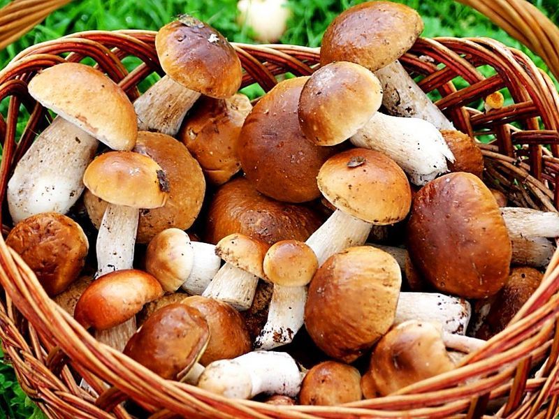В грибах содержатся витамины для остроты зрения