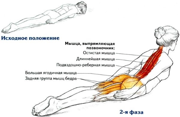 Лечебная гимнастика для спины и позвоночника в домашних условиях