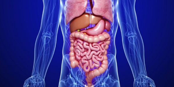 Физиология пищеварения человека кратко и понятно. Таблица органов и их функций