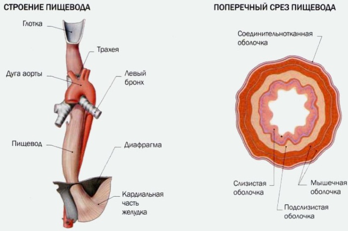 Физиология пищеварения человека кратко и понятно. Таблица органов и их функций