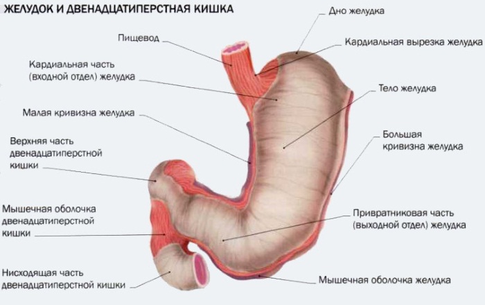 Физиология пищеварения человека кратко и понятно. Таблица органов и их функций