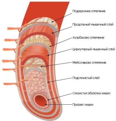 Физиология пищеварения человека кратко и понятно. Таблица органов и их функций