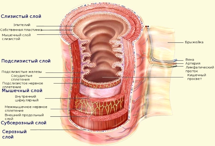 Физиология пищеварения человека кратко и понятно. Таблица органов и их функций