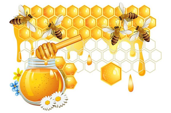 Полезен ли мёд при диете для похудения