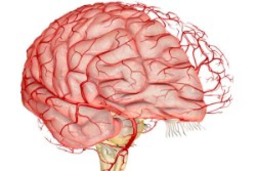 Продукты питания стимулирующие работу мозга. Как питание влияет на работу мозга?