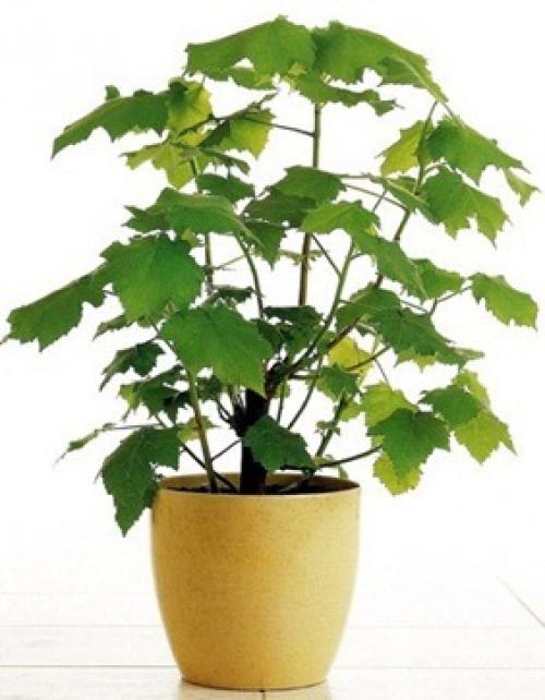 Увлажняющие воздух комнатные растения. Какие растения эффективно увлажняют воздух?