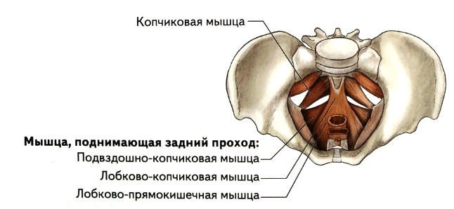 Копчиковая мышца