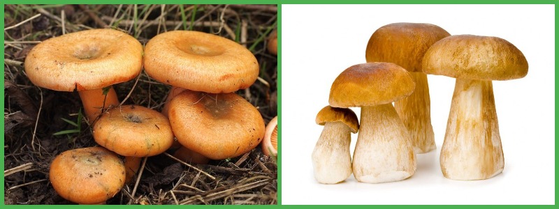 Можно ли есть грибы на диете