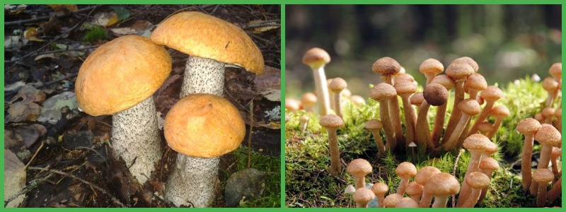 Можно ли есть грибы во время диеты?