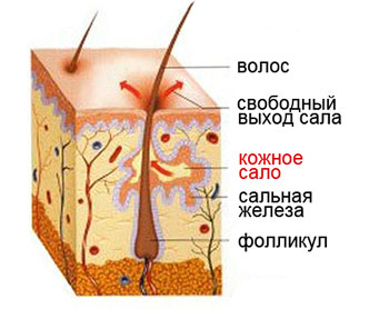 кожное сало