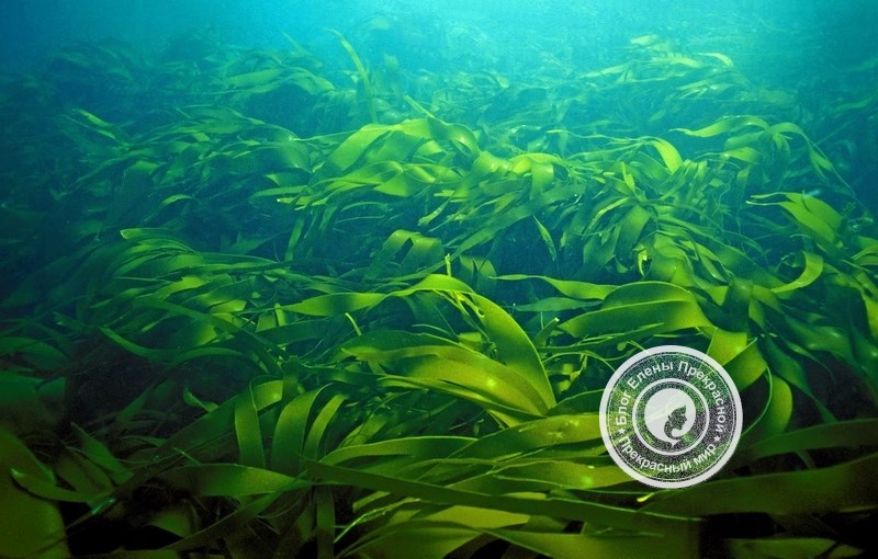 Морские водоросли ламинария