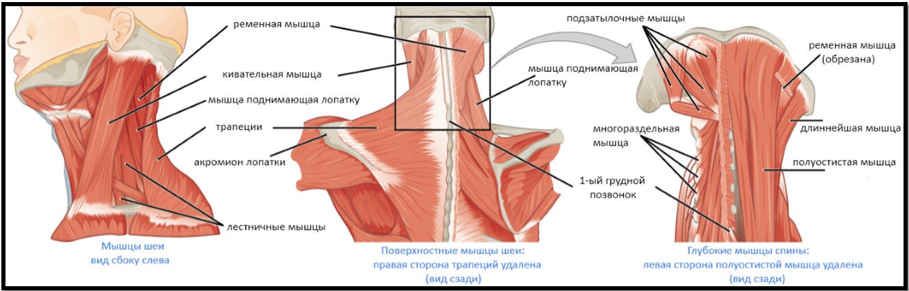 Схема мышц шеи