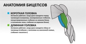 Анатомия бицепса человека