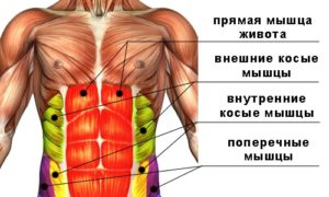 Брюшной пресс человека (прямая, внешняя и внутренние косые и поперечные мышцы) 