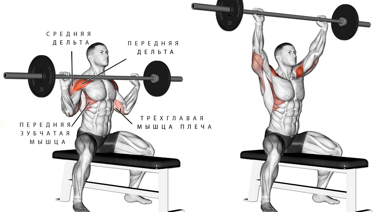 Упражнение на плечи: жим штанги сидя перед собой