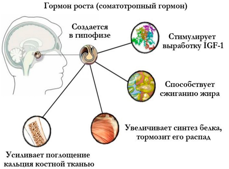 Гормон роста и гипофиз