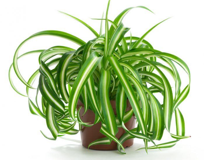 Chlorophytum Хлорофитум