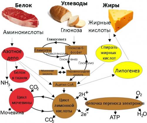 Лекарства при нарушении обмена веществ. Препараты для ускорения и улучшения метаболизма