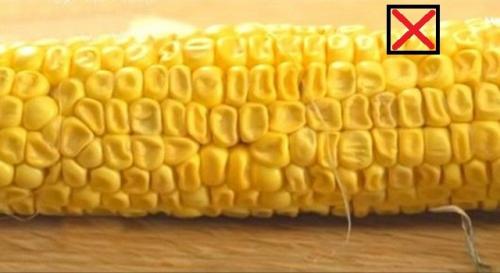 С чем можно есть кукурузу. 5 простых советов. Как выбирать кукурузу